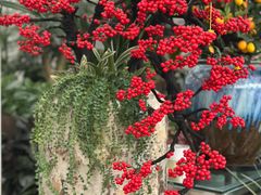 -三圣花乡旅游区