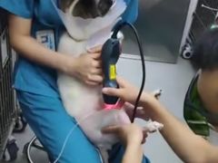 -中农国际动物医院24小时·猫科·骨科·急重症中心
