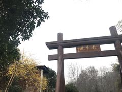 -龙井村