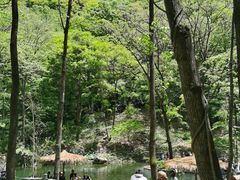 -牛背梁国家森林公园