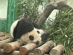 -宠物星动物医院·眼科·异宠·猫科(江南大道总院)