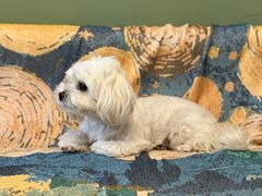 -王哥铁板烧(簋街店)