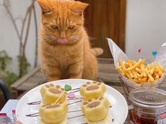 猫爪蛋糕-喵屿·大理花园猫咖
