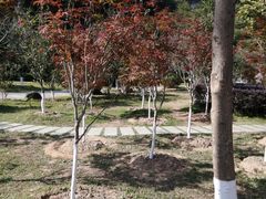 -广州市帽峰山景区