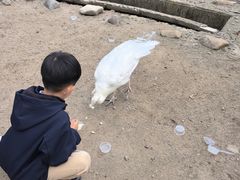 -横道河子东北虎林园