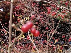 android_upload_pic-八大关景区
