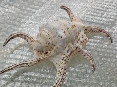-青岛贝壳博物馆