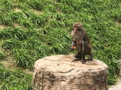 -北京野生动物园