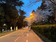 -武汉大学-樱园