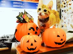 -PETKIT小佩宠物(古北店)