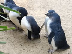 -费瑟代尔野生动物园