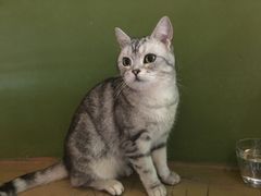 -猫猫幼稚园·撸猫·桌游·电玩