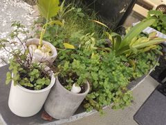 -彼芝奇比萨(红坊店)