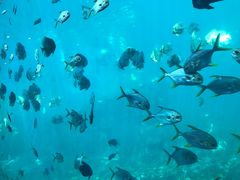 -瑞德姆美人鱼海底演艺主题餐厅(亚龙湾店)