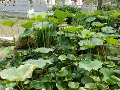 -武清南湖绿博园