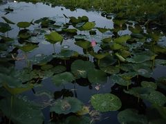 -莲花池公园