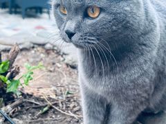 -喵屿·大理花园猫咖