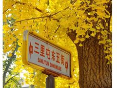 -三里屯东五街银杏大道