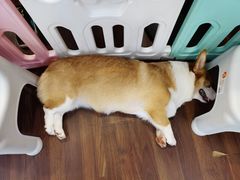 -柯斗斗主题餐厅·狗咖·围炉煮茶·茶饮(国瑞升平里店)