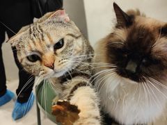 -猫儿山۰猫主题餐厅