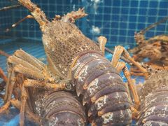 -骏莱海鲜鱼港(五角场店)