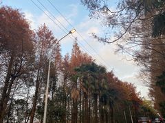 -上海海湾国家森林公园