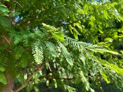 -白水寺森林公园