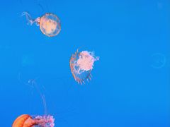 -太平洋海底世界