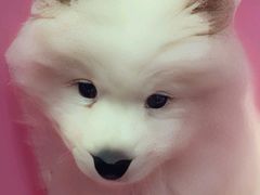 -翊宠yipet猫狗购宠庄园犬舍•猫舍