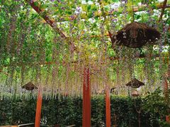 -山大王菌莊