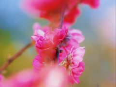 -南国桃园旅游度假区