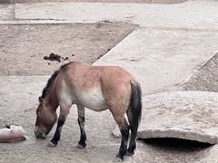 -石家庄市动物园