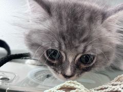 -中农国际动物医院24小时·猫科·骨科·急重症中心