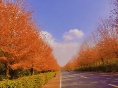-南京枫彩漫城