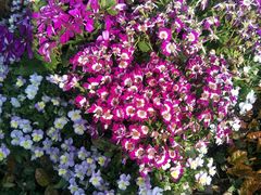 -合肥滨湖国家森林公园