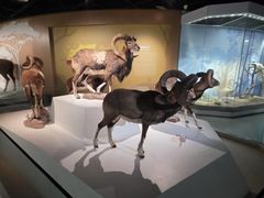 -陕西自然博物馆