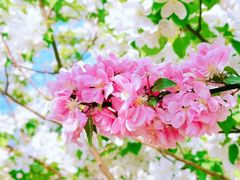 -海棠花溪(元大都城垣遗址公园)