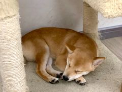 -浣熊柯尔鸭土拨鼠·电玩咖