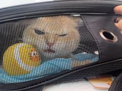 -纳吉亚猫专科动物医院·北北分院