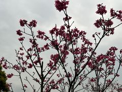 -厦门园林博览苑