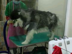 -佳雯宠物医院(四明中路分院)