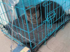 -瑞派福兴宠物医院犬猫全科·骨科·中西医结合(河东店)