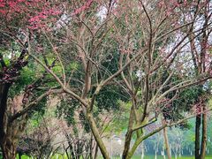 -重庆中央公园(渝北区)