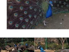 -杭州野生动物世界