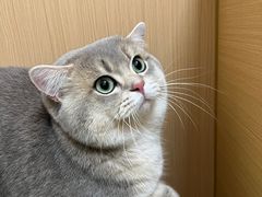 -瑞派康怡24h宠物医院·犬猫医疗中心·微创绝育(瑞景分院)