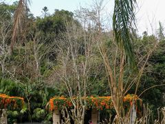 -深圳仙湖植物园