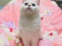-纳吉亚猫专科动物医院博雅分院