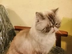 -猫色咖啡·猫咖