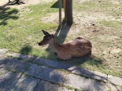 -奈良公园