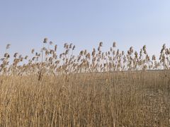 -上海吴淞炮台湾国家湿地公园